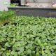 Microgreens Workshop